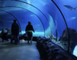 Ive aquarium