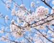 Lente