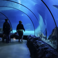 Ive aquarium