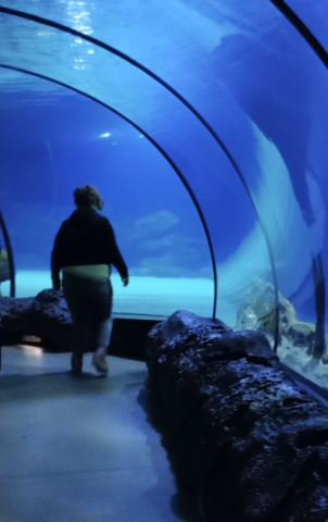 Ive aquarium