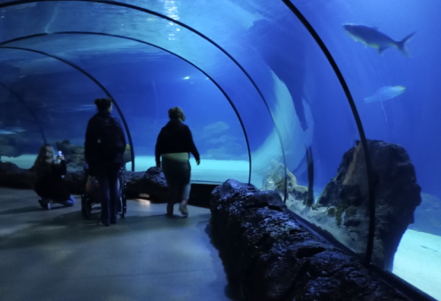 Ive aquarium