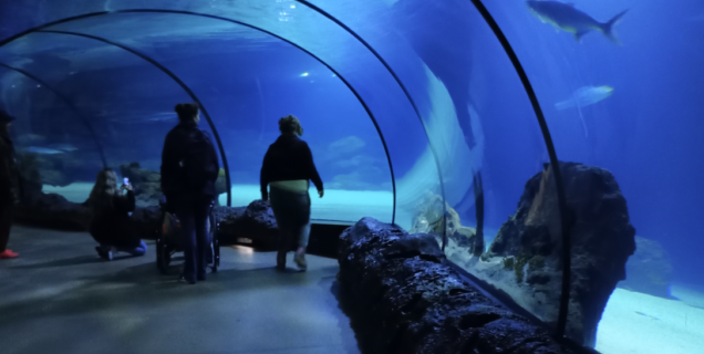 Ive aquarium